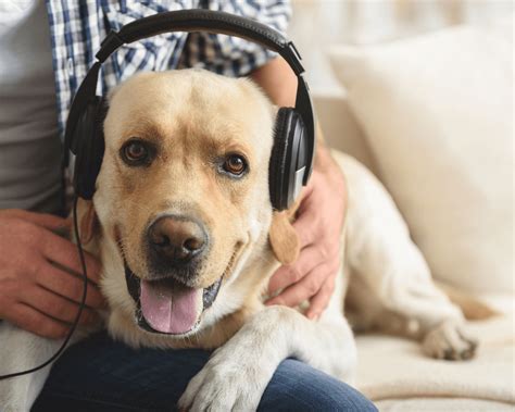 Can Dogs Like Music? An Insightful Exploration into the Canine-Musical Synergy